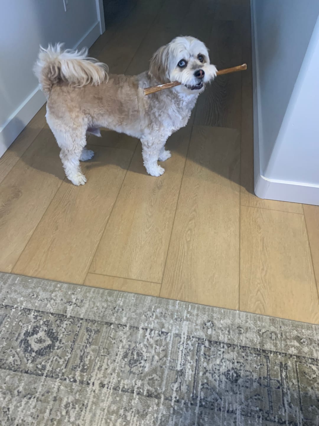Customer photo review of 12 Inch Standard Bully Stick
