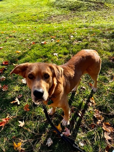 Customer photo review of Iron Paws Premium Dog Supplement