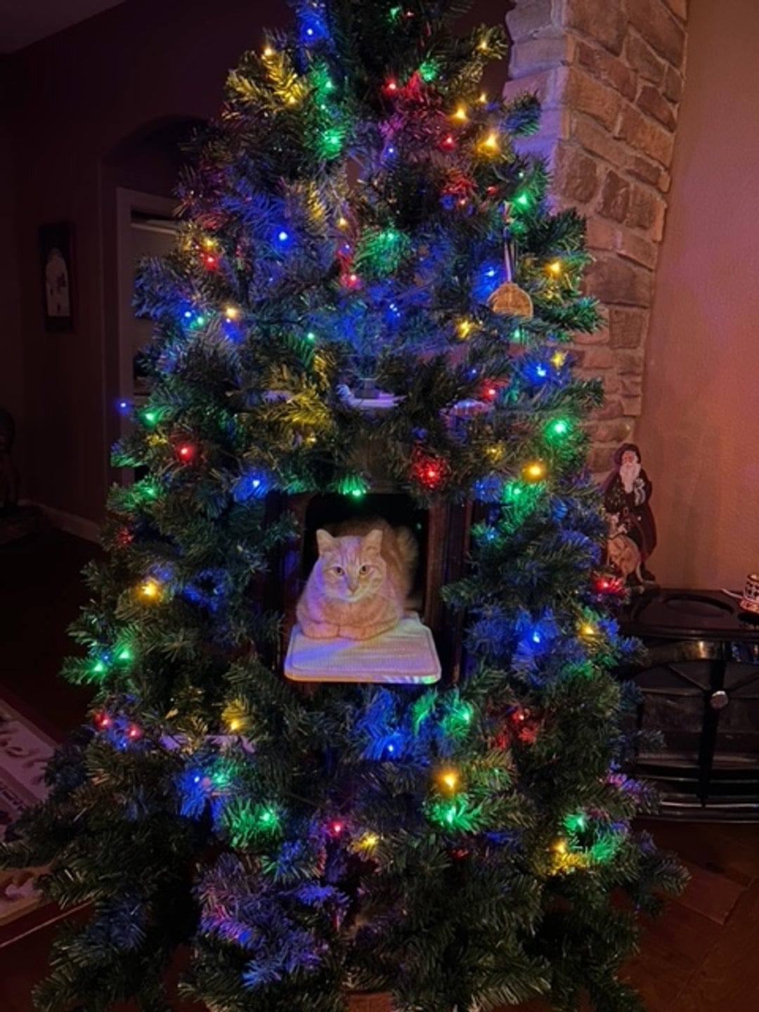 Customer photo review of Cat Christmas Tree - Sep 2026