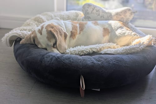 Hund eines Kunden schläft in dem dunkelgrauen, runden Premium Hundebett Fluffy Deluxe.