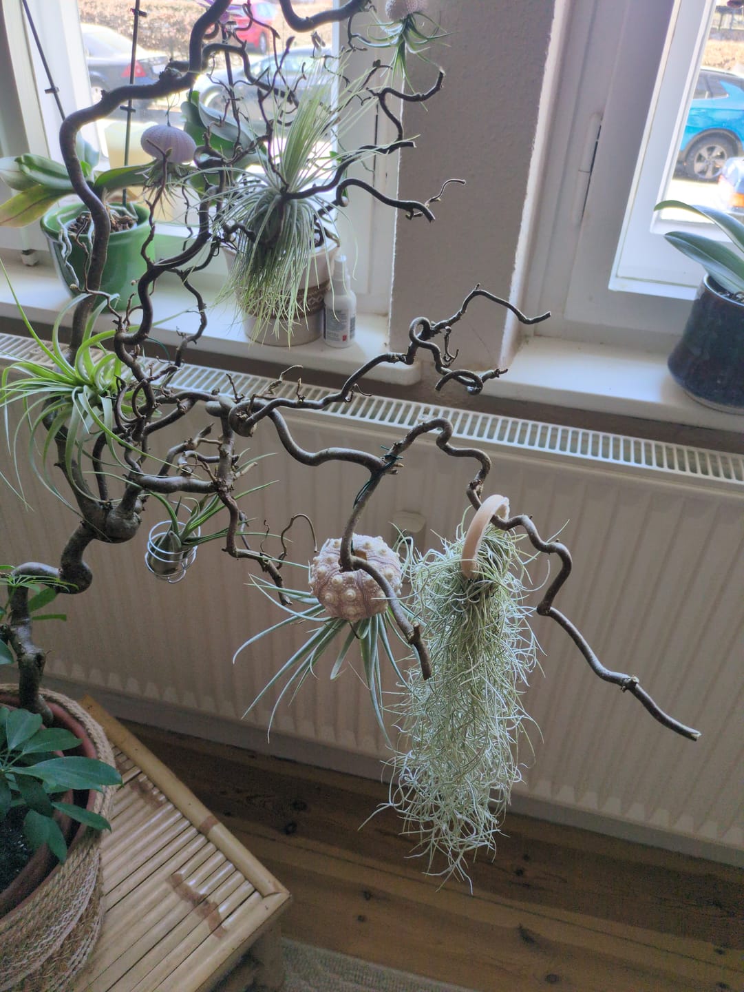 Customer photo review of Tillandsia aeranthos