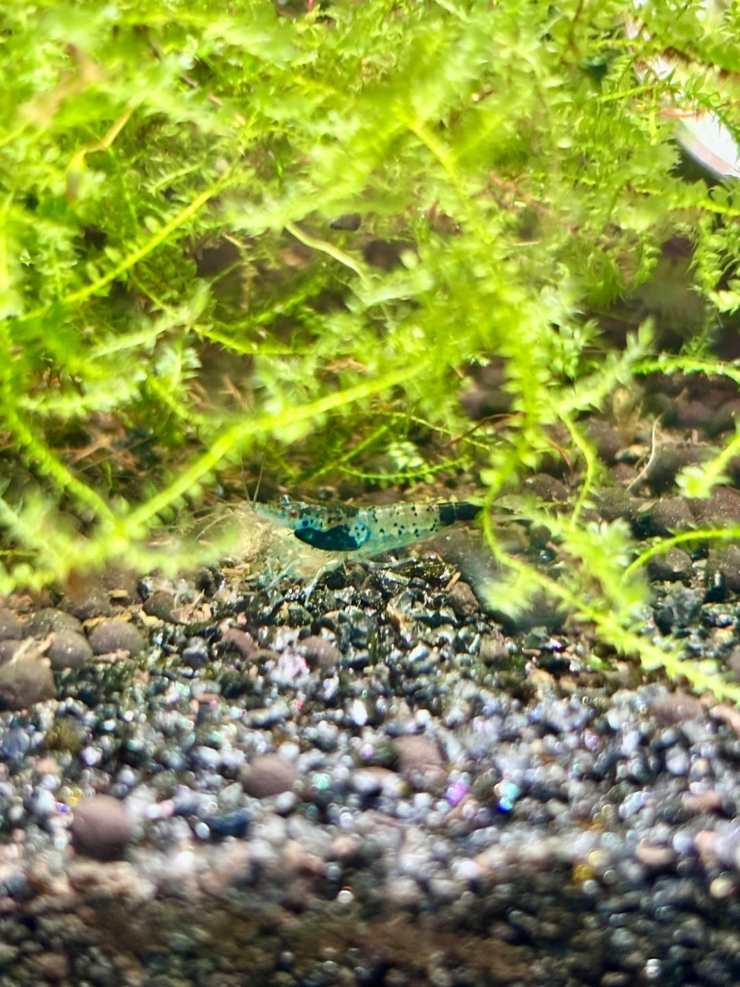 Customer photo review of Carbon Rili Shrimp
