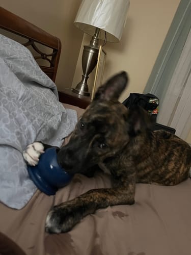 Customer photo review of Freezball - Durable Fillable Dog Chew Bone