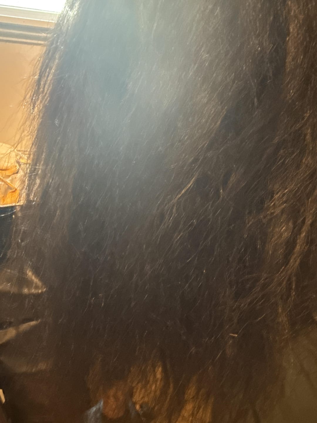 Customer photo review of Tight Burmese Bloom