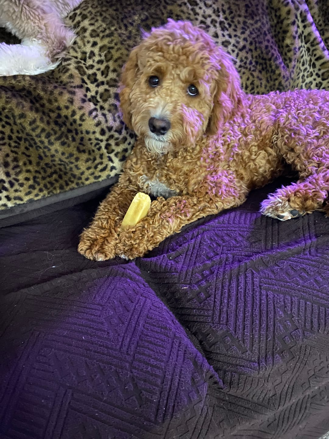 Customer photo review of Himalayan Yak Chew (MEDIUM)