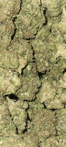 Customer photo review of Jungle Gelato - Bulk - Indica