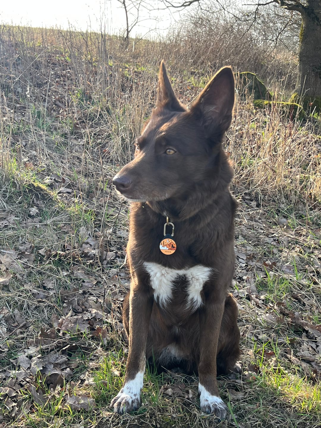 Customer photo review of Sunset Orange - Silent Dog ID Tag