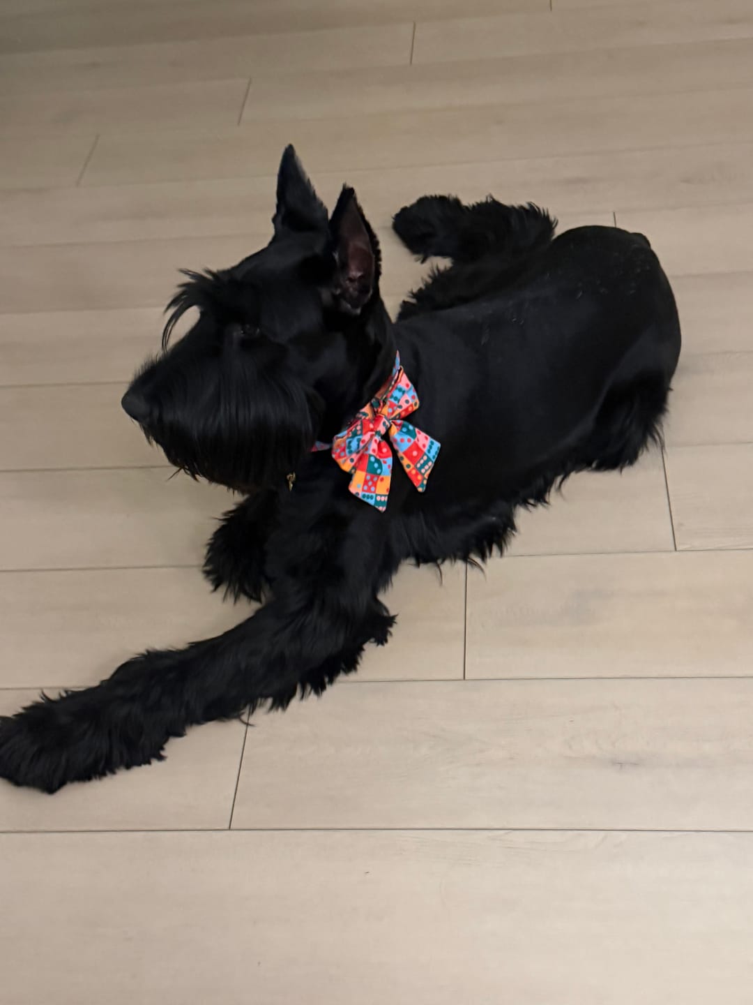 Customer photo review of Doble Seis - Adjustable Dog Harness