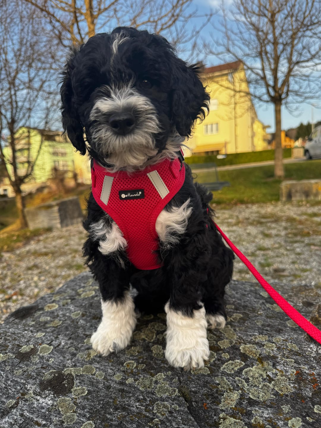 Customer photo review of Mesh Vest weich gepolstertes Hundegeschirr