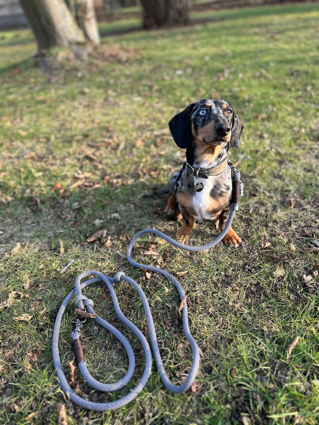 Customer photo review of Wurmtest Plus Hund