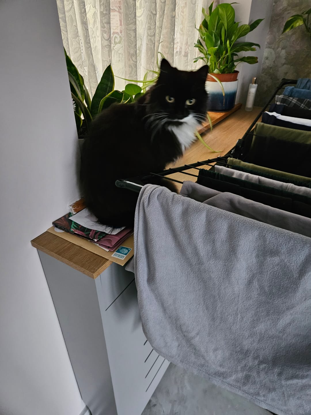 Customer photo review of Cat Skin Rescue Bundle