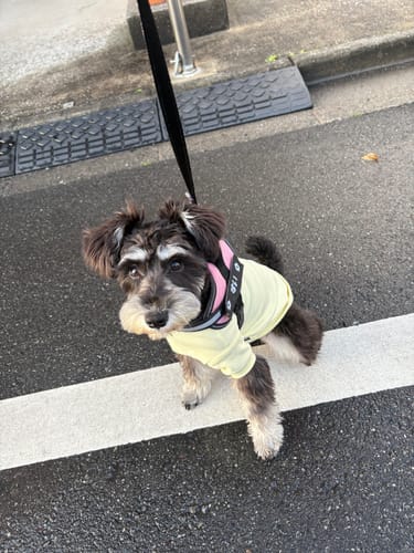 Customer photo review of FunFunPet 高機能ハーネス（お名前タグ作成サービス付き）