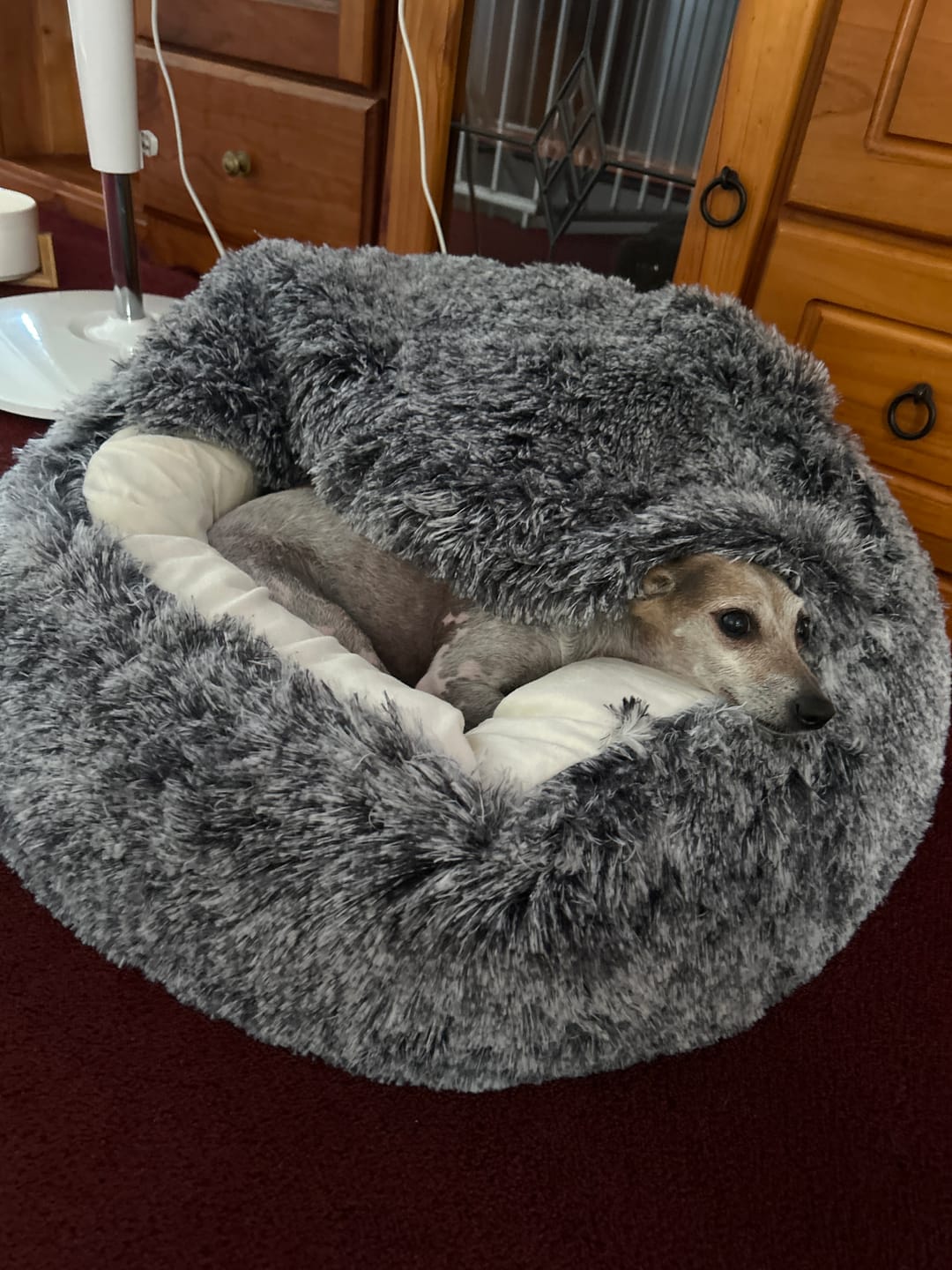 Customer photo review of Pet Cave Dog Bed - Removable Cover