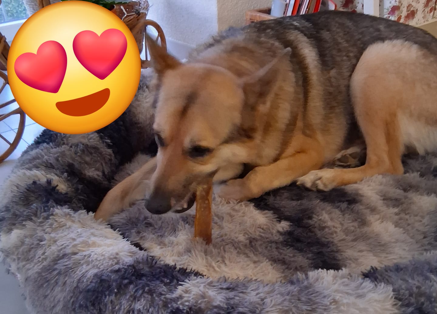 Customer photo review of Pferdekopfhaut für Hunde
