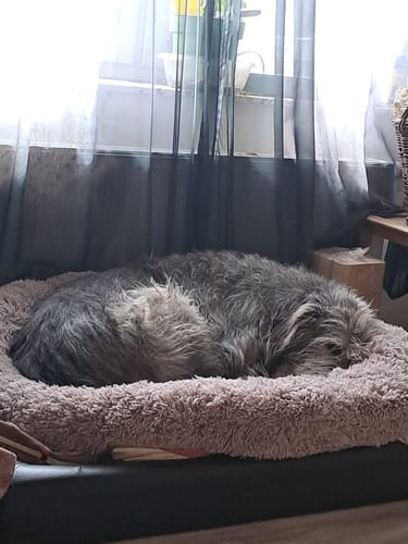 Customer photo review of Puppery Hundebett Wolke 7 - Das Original