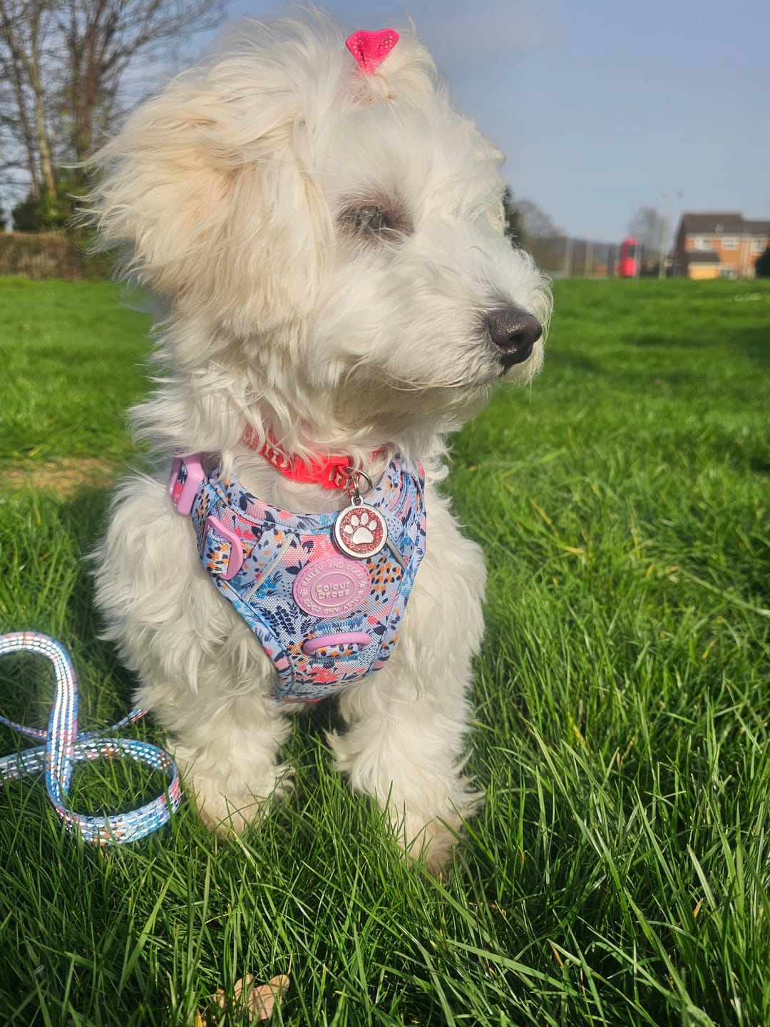 Customer photo review of Trail & Glow Dog Harness & Lead Set - Colour Drops - Spring Dreams