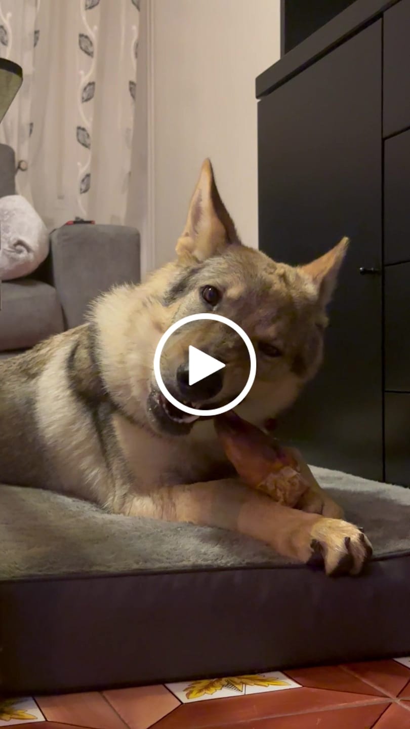 Customer video review of Orecchio Suino
