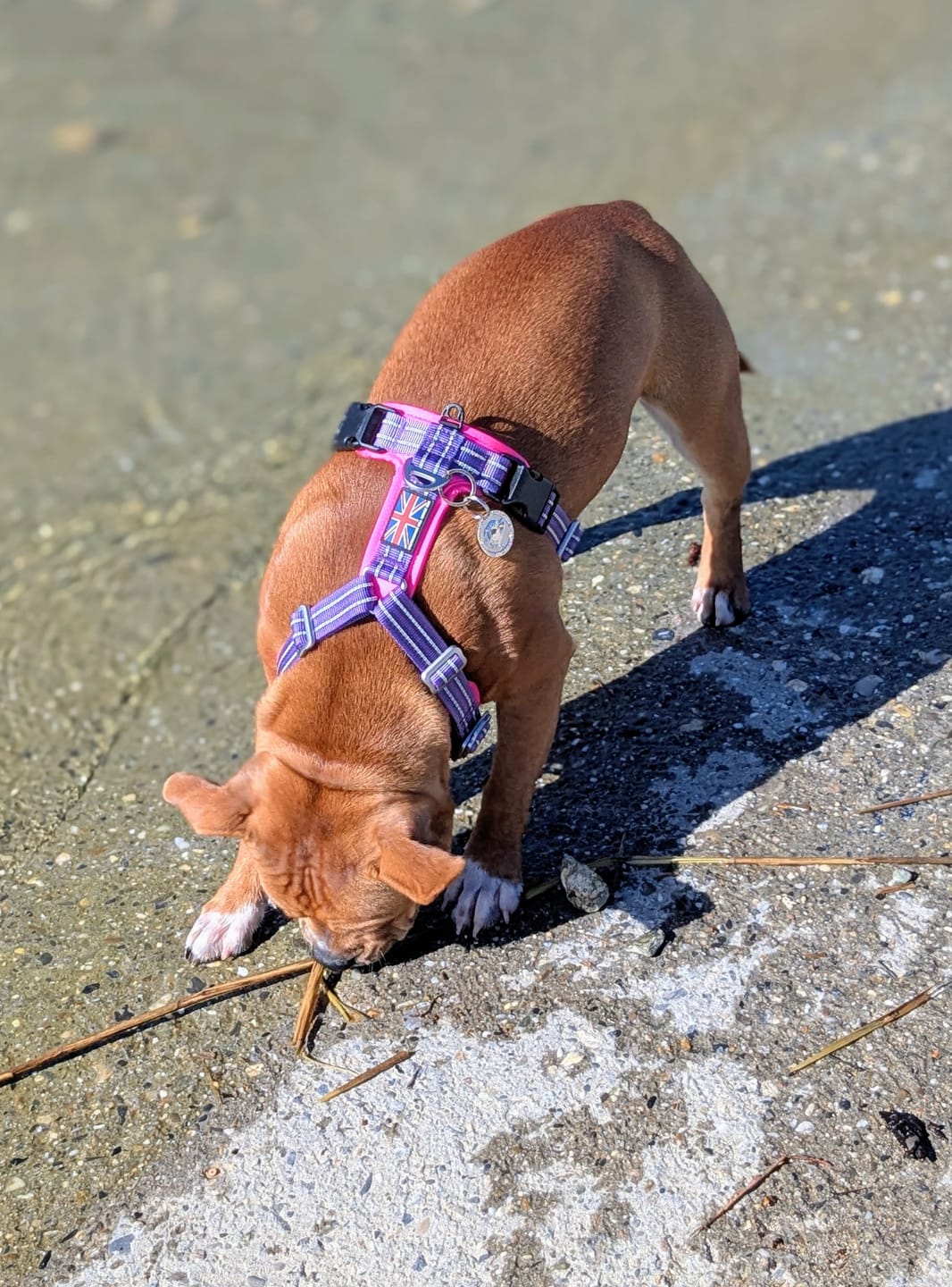 Customer photo review of Staffordshire Bull Terrier 1935® Nametag - Shiny