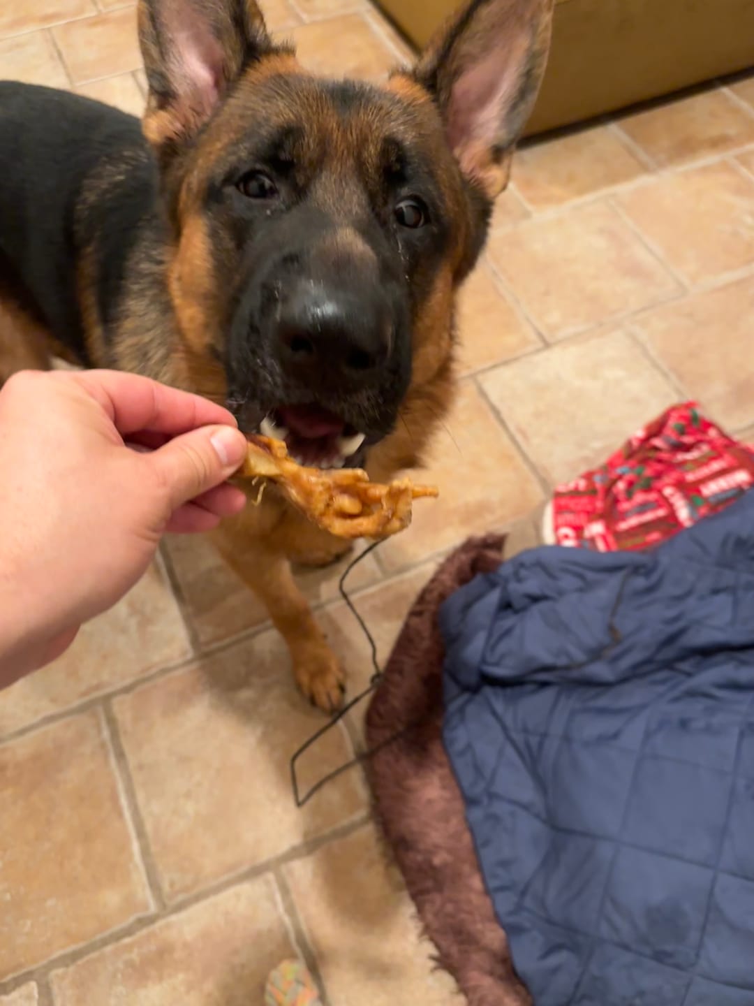 Customer photo review of Chicken Feet for Dogs
