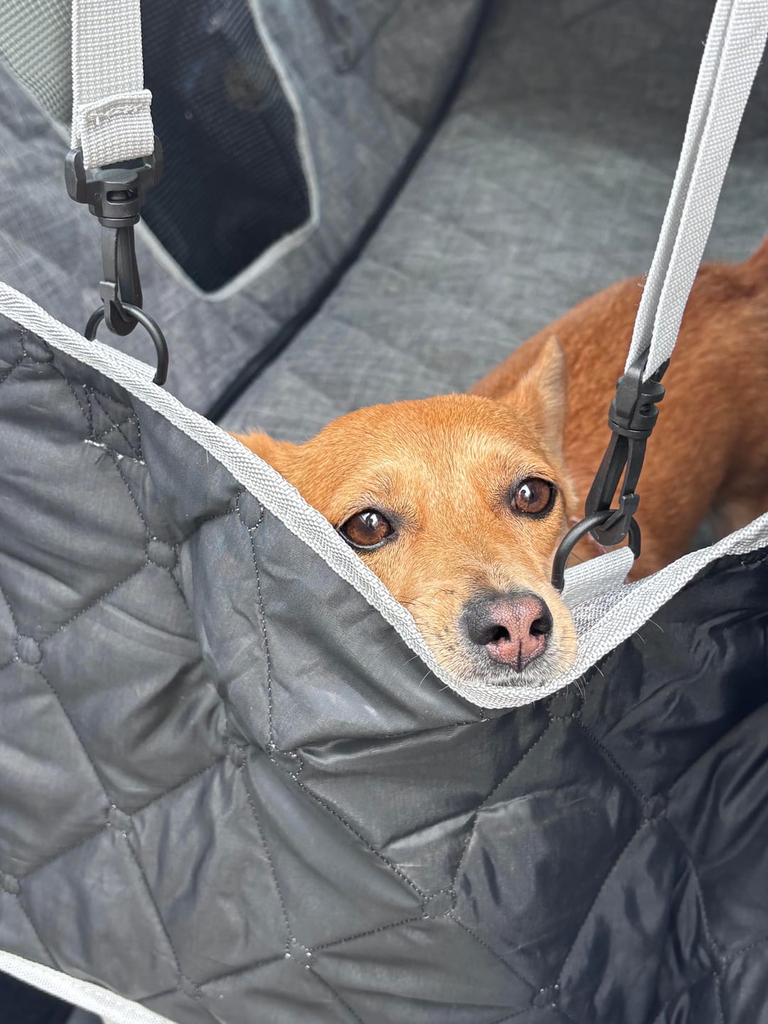 Customer photo review of Dogo Waterproof Car Pet Seat Cover Custom Hand Stitched