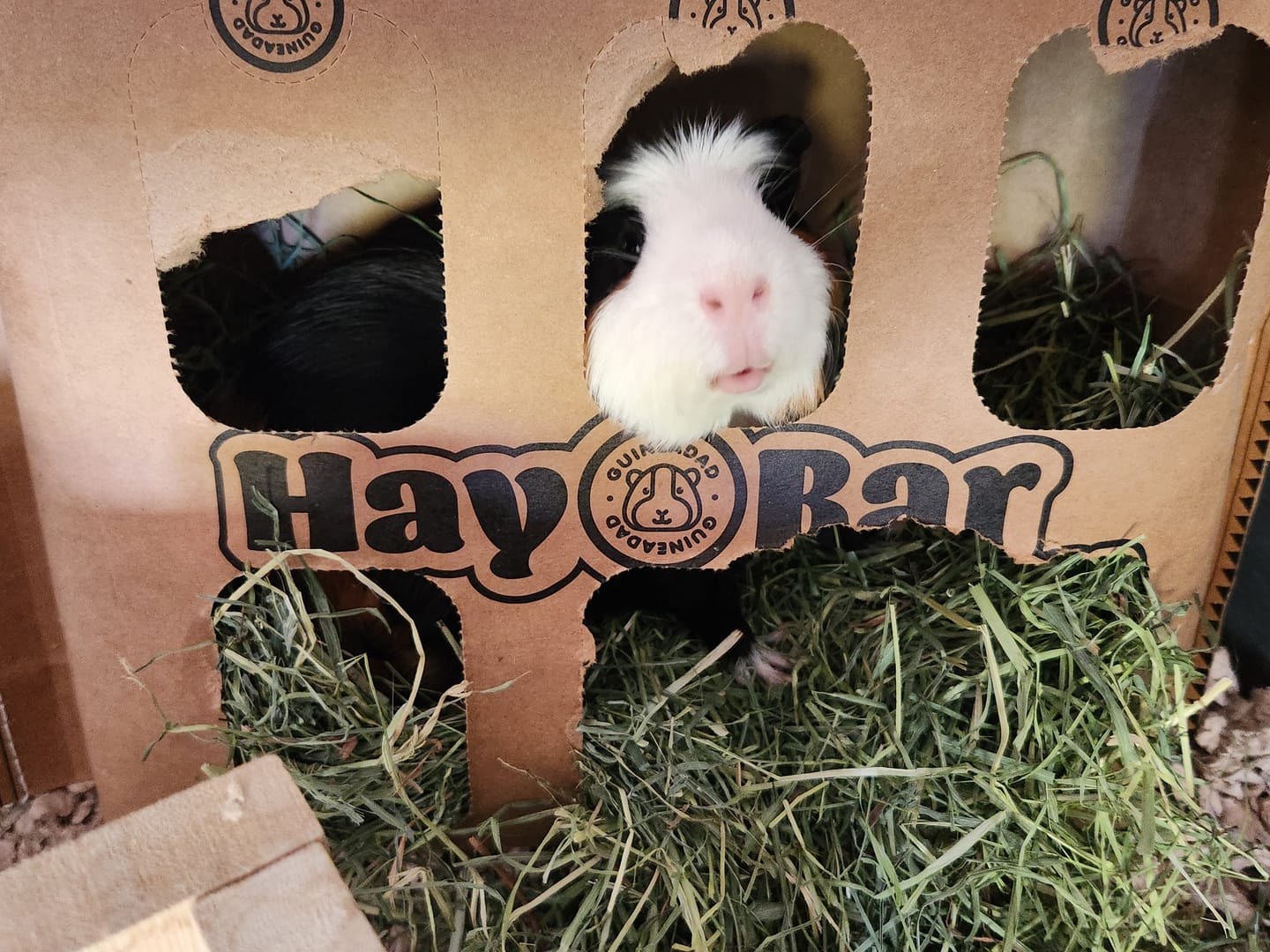 Customer photo review of GuineaDad Orchard Hay Bar for Guinea Pigs (5 Pack)