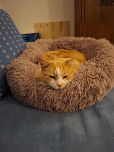 Customer photo review of Puppery Hundebett Wolke 7 - Das Original