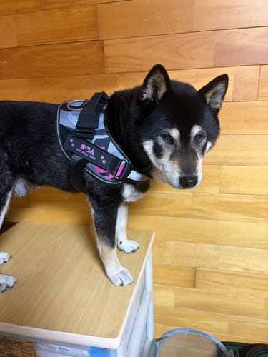 Customer photo review of FunFunPet 高機能ハーネス（お名前タグ作成サービス付き）