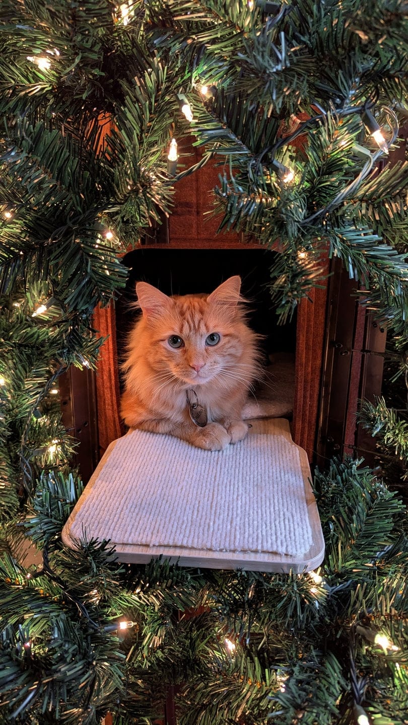 Customer photo review of Cat Christmas Tree - Sep 2026