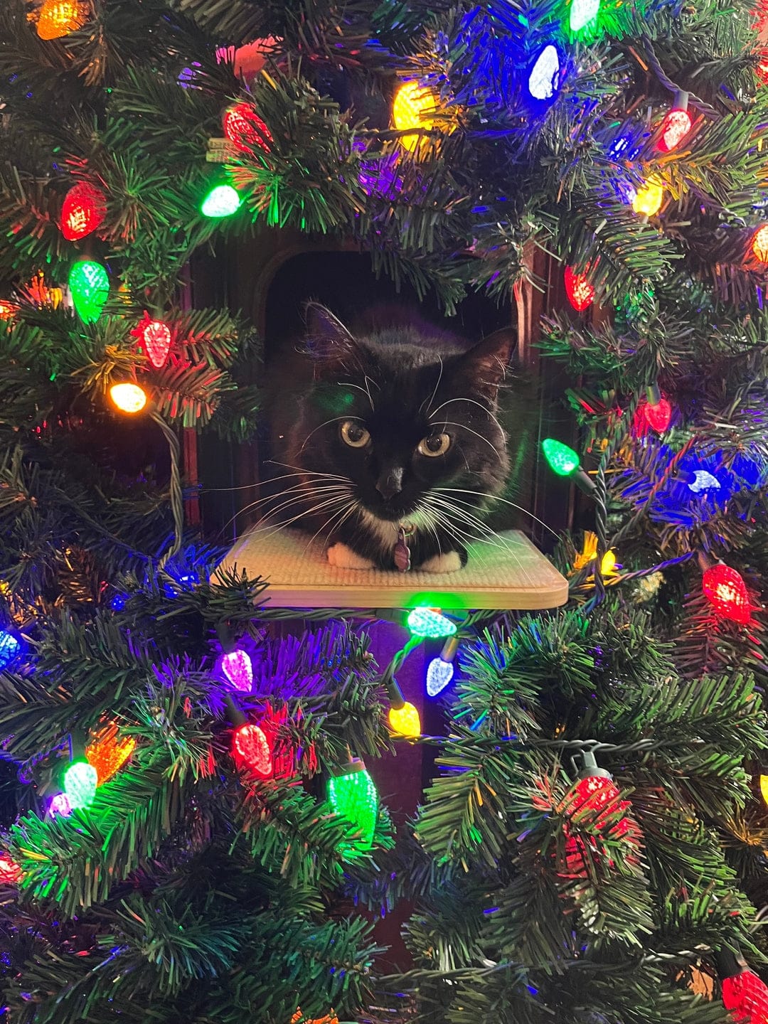 Customer photo review of Cat Christmas Tree - Sep 2026