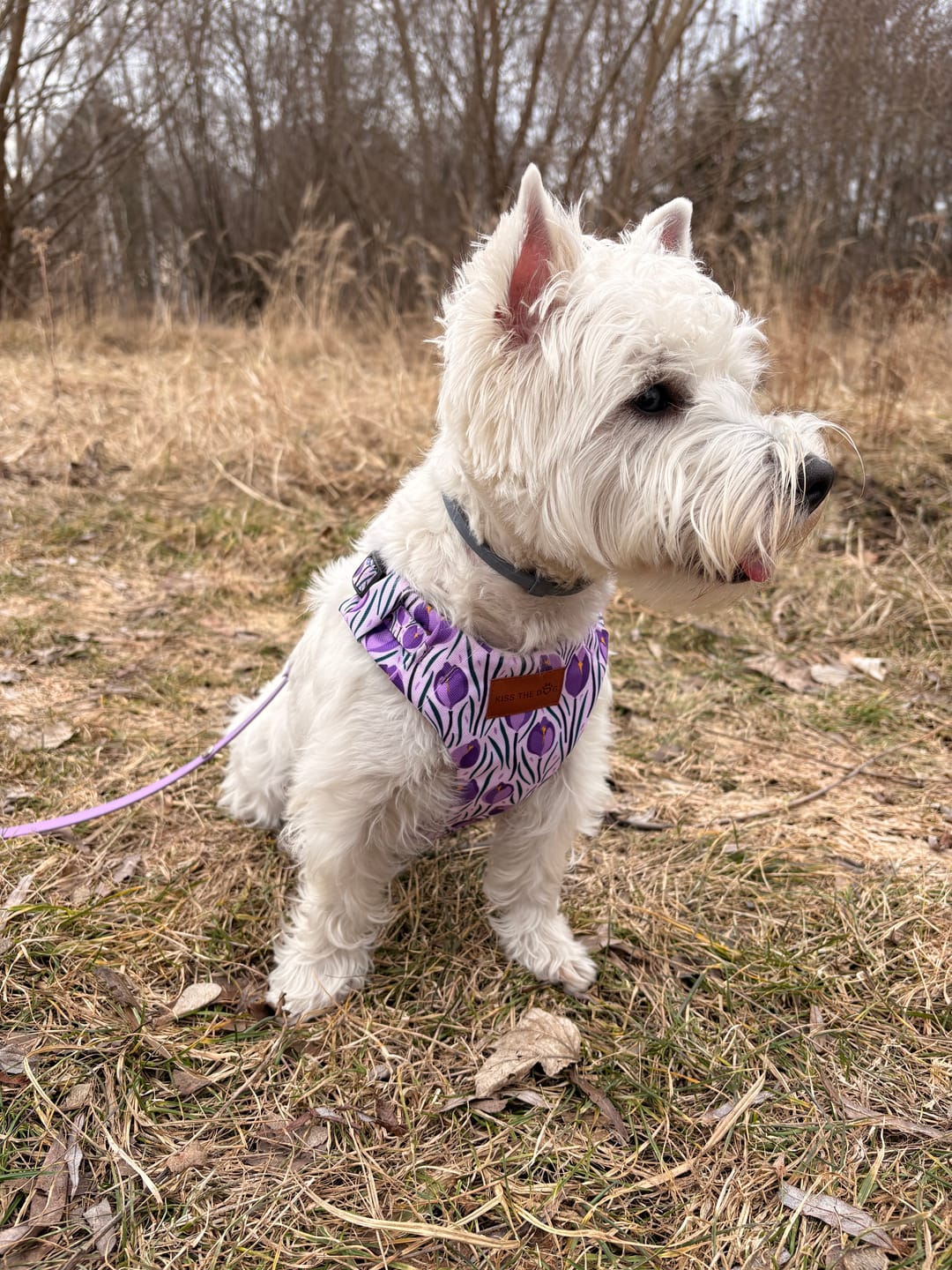 Customer photo review of Szelki bezuciskowe "Amethyst" - czarne okucia
