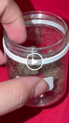 Customer video review of Blue Zushi 30% THCA