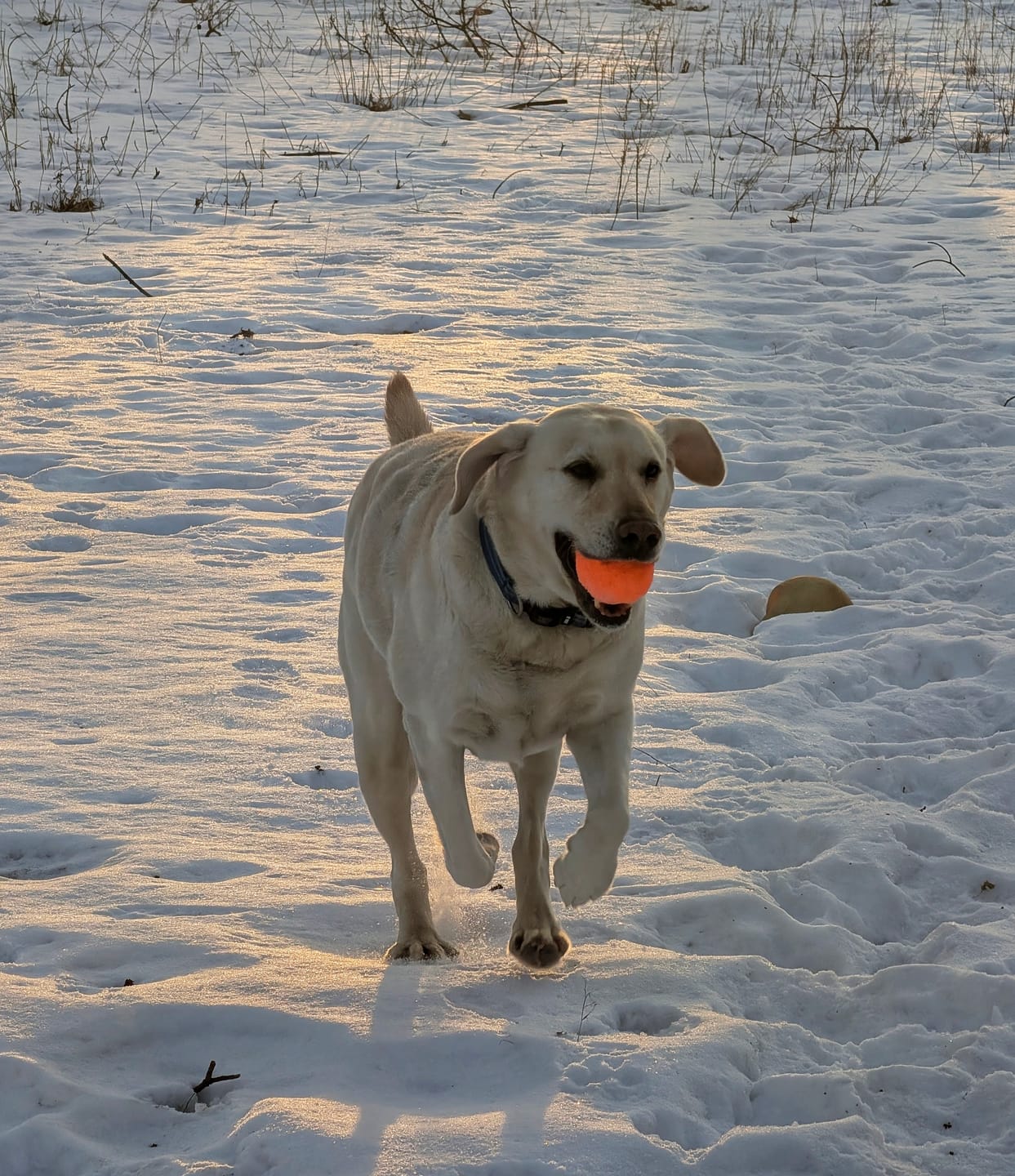 Customer photo review of WUNDERball - Best Fetch Toy