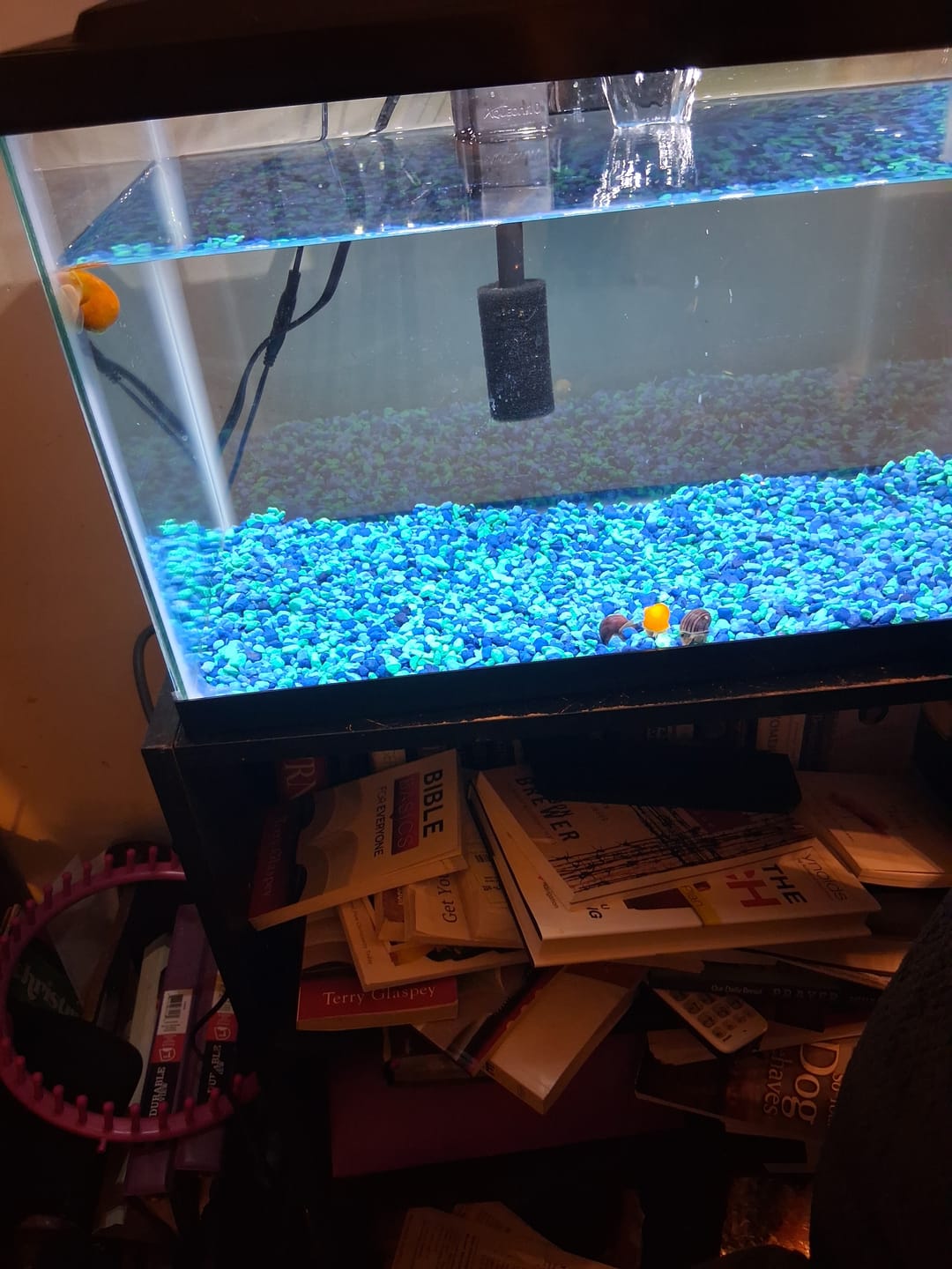 Customer photo review of Gold Mystery Snail