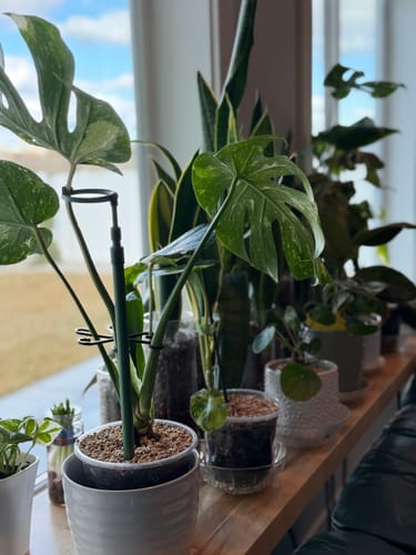 Customer's various healthy houseplants on a windowsill being treated with the pest spray.