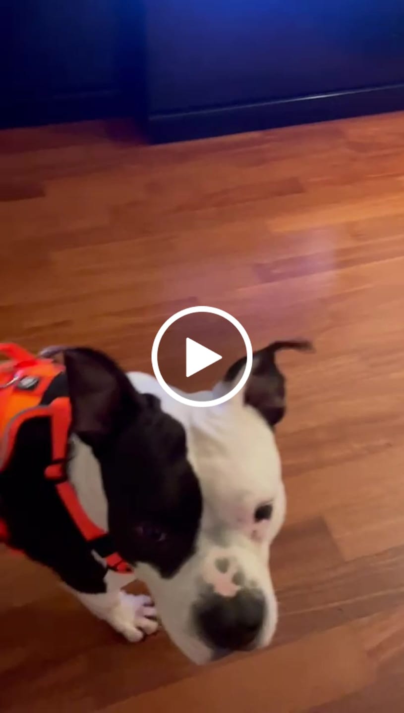 Customer video review of Anti Pull Hurricane Harness Lighter | With Handle - Orange