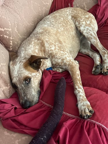 Customer photo review of Probiotic Pet