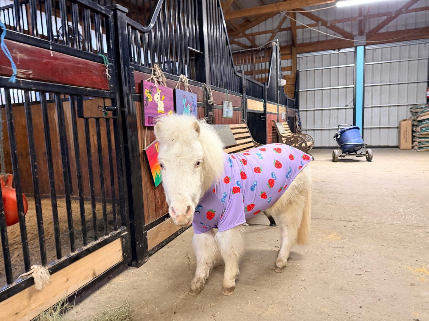 Customer photo review of Sunblock Dog T-Shirt - Berries