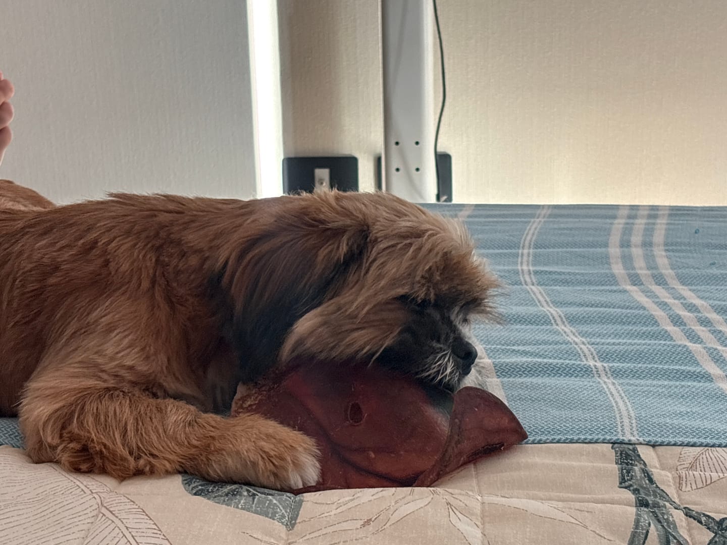 Customer photo review of Asta de ciervo para perros - Principiante