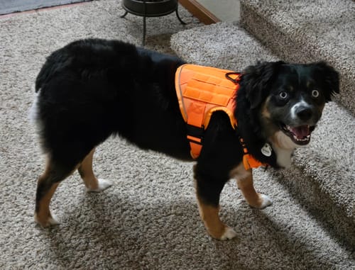 Customer's black Mini Aussie dog wearing the bright orange Team K9 Tactical Dog Harness.