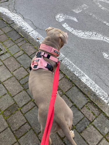 Customer photo review of Anti Pull Hurricane Harness Lighter | With Handle - Pink