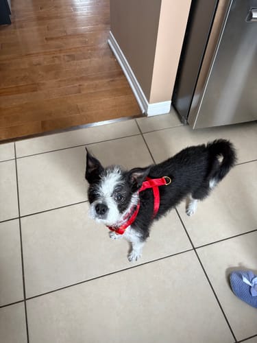 Customer photo review of Mystery Box - Dog