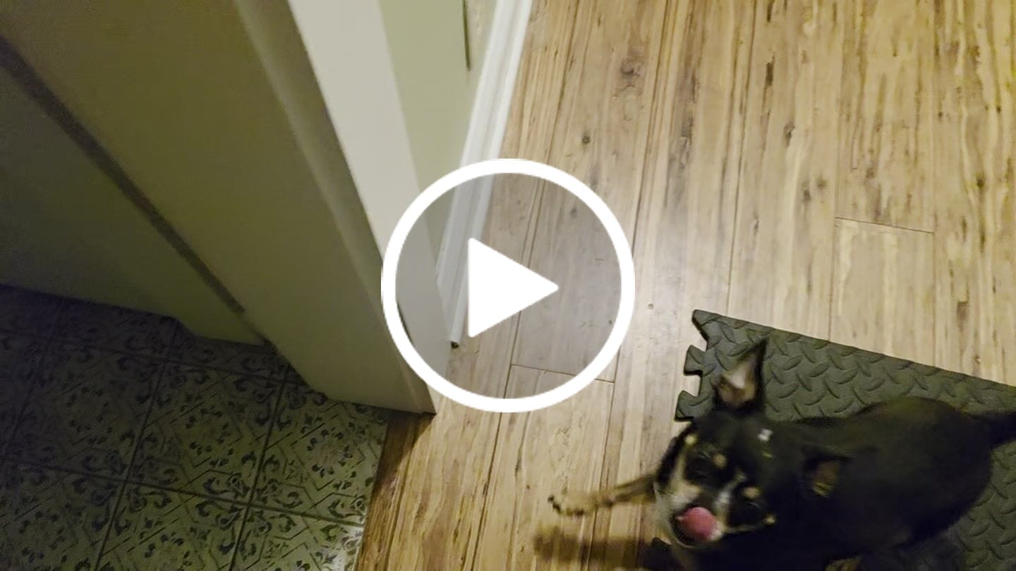 Customer video review of Earthbones Dental Chews For Dogs