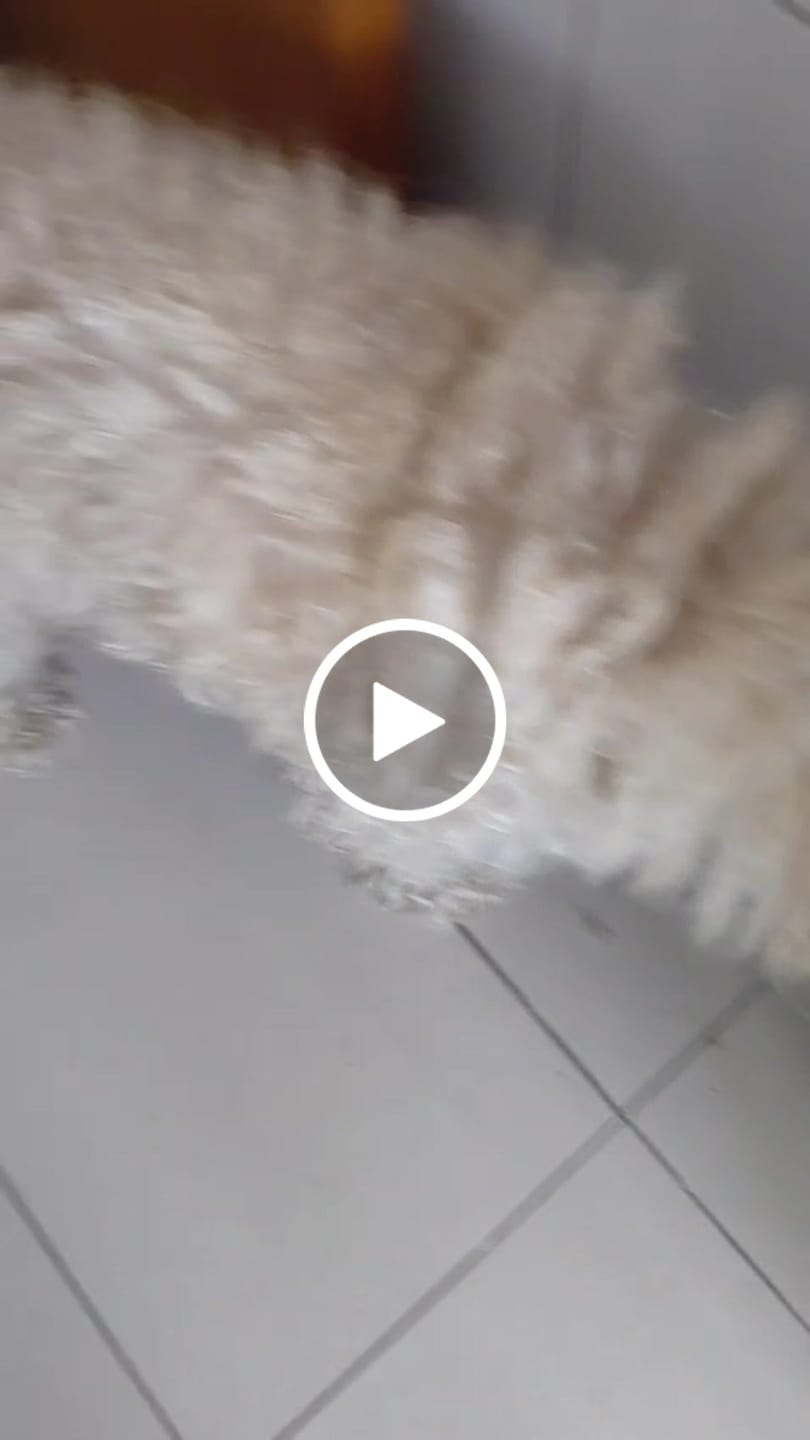 Customer video review of PetFamily Foods Razas Pequeñas