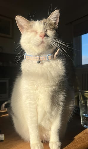 Customer photo review of 1 Month Supply – 2 Cat