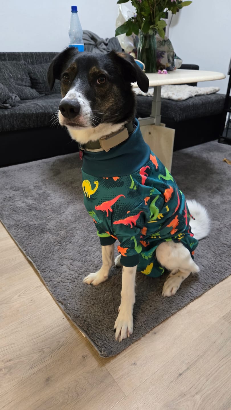 Customer photo review of Dog Surgical Suit - Dinosaurs