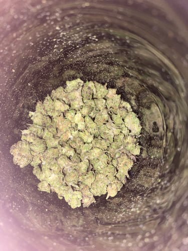 Customer photo review of Indoor Micros