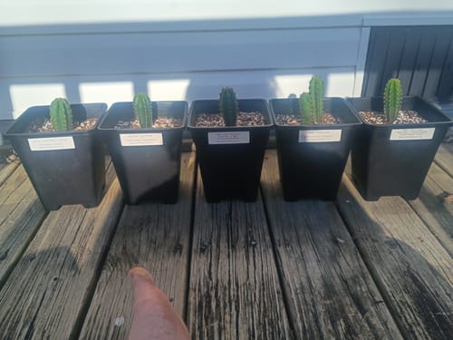 Customer photo review of Seedling Variety Packs | San Pedro Cactus Seedling Variety