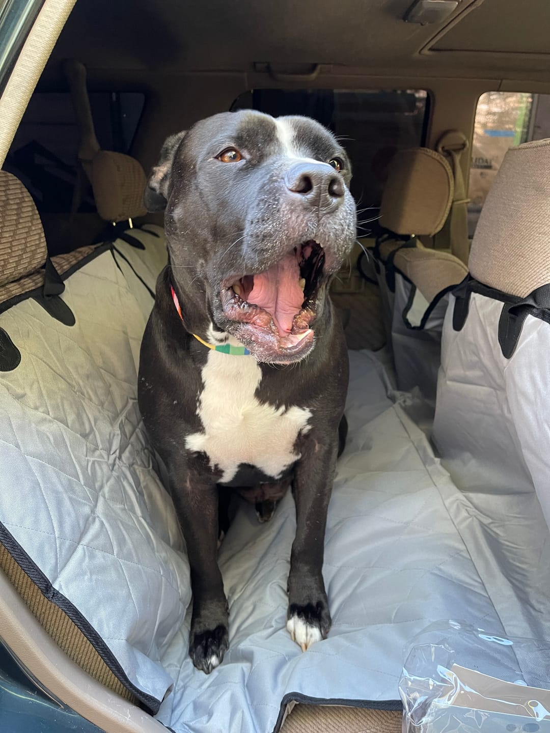 Customer photo review of Rear Seat Cover for Fold Down Seats with Hammock - Regular