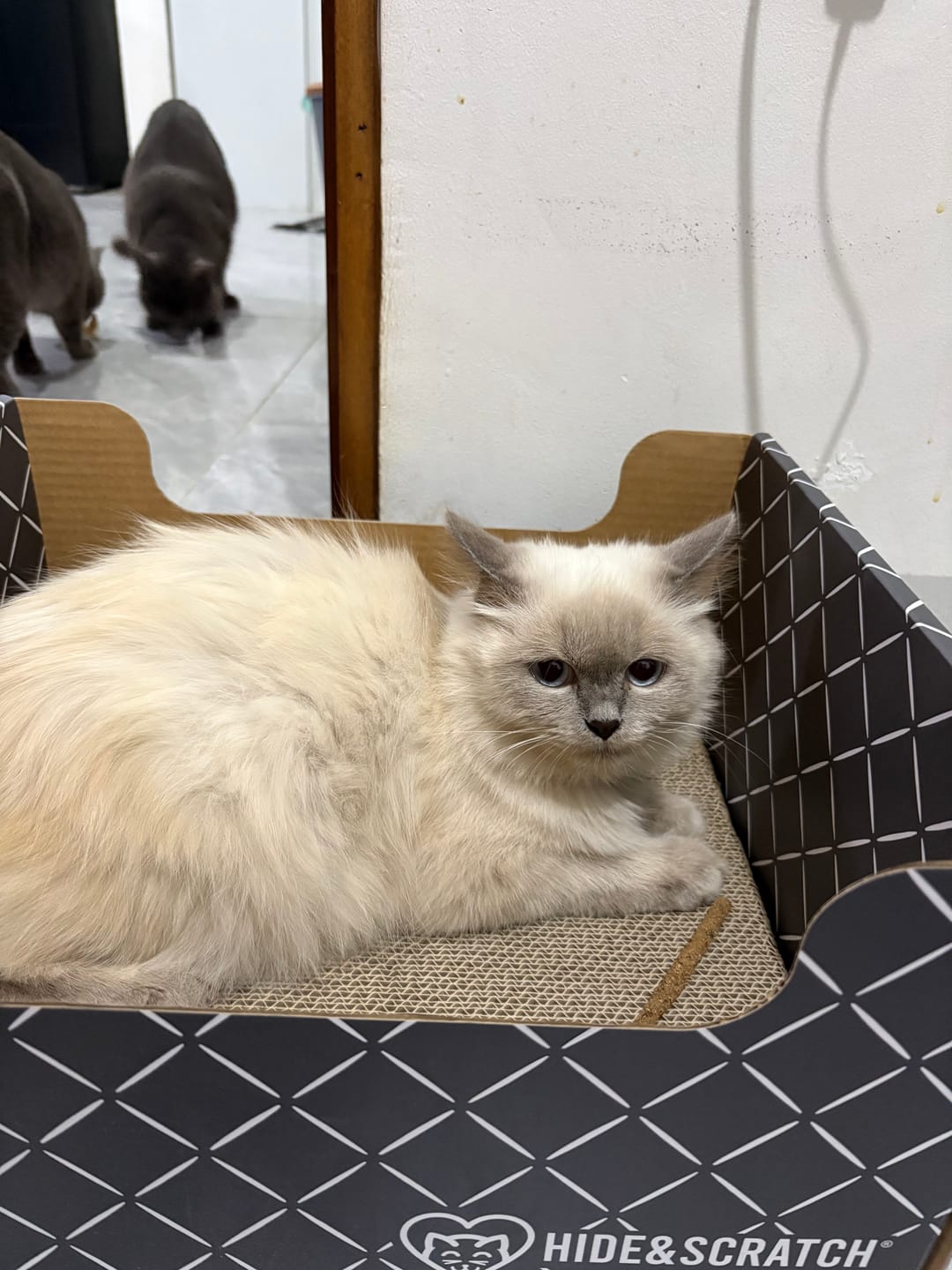 Customer photo review of Hide & Scratch Extra-Large Cat Scratcher Box