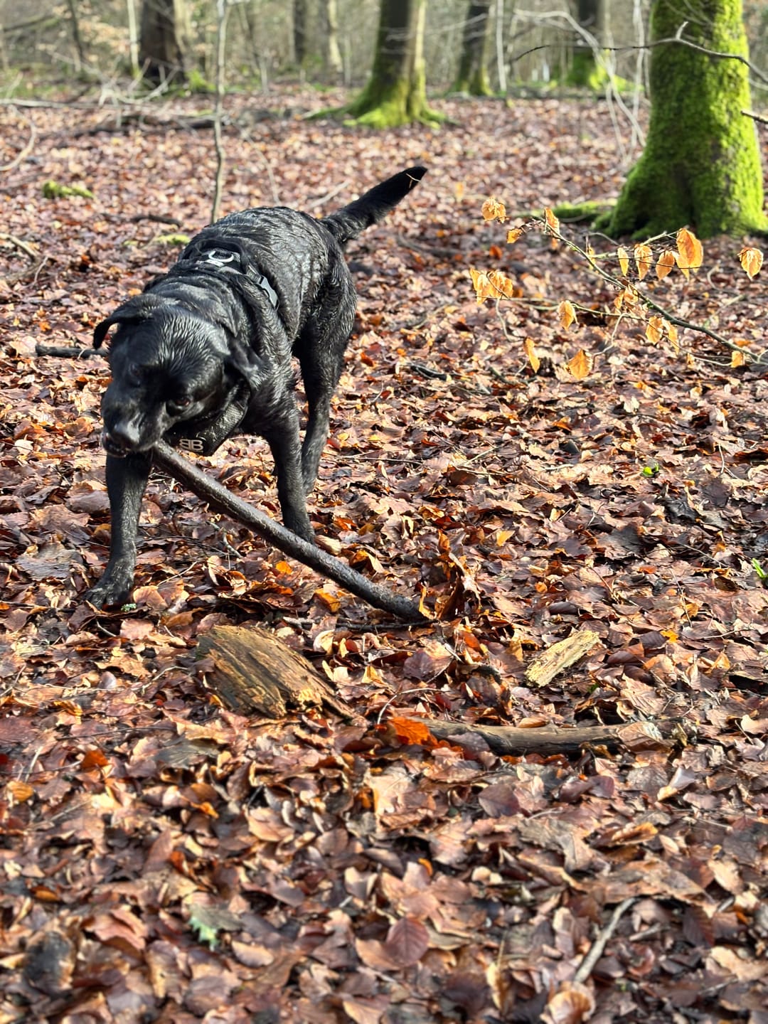 Customer photo review of Green Lipped Mussel Powder For Dogs